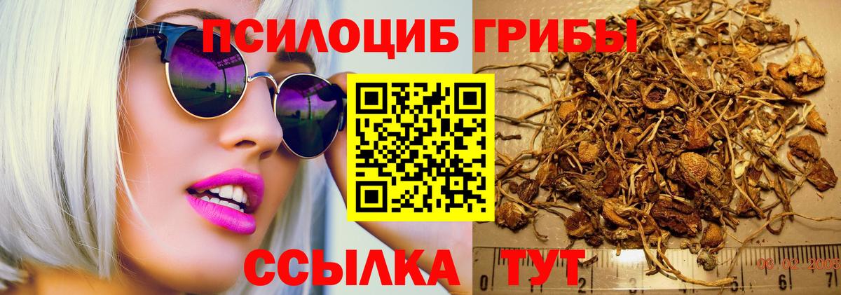 Галлюциногенные грибы Psilocybe Белогорск